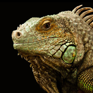 cameleon cameleon