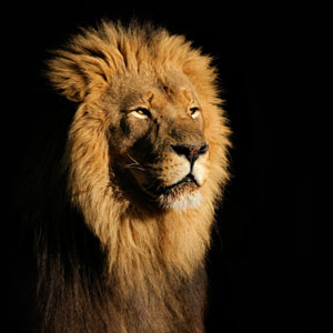 lion-wenego lion-wenego
